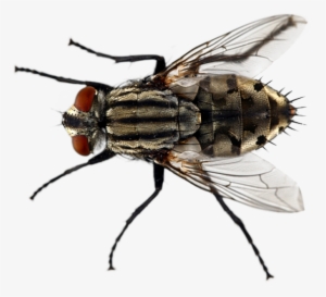 List Of All Characters - Imagen De Una Mosca #3752455