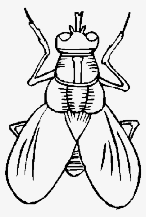 Dibujo De Una Mosca #3752657