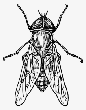 Mosca, Escarabajo, Insecto, Alas - Detailed Drawing Of Insects #3752773
