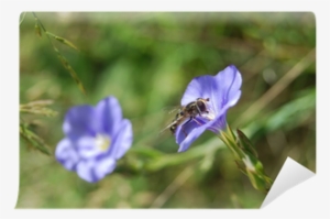 Mosca De Las Flores Wall Mural • Pixers® • We Live - Hoverflies #3752901