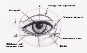 So Our Eyes Are Usually Small Compared With The Size - Human Eye Proportions #3753362