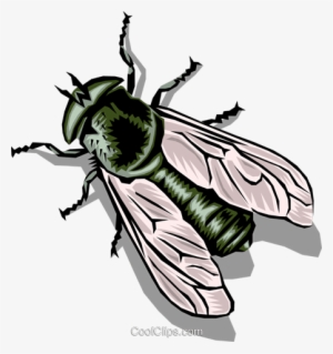 Mosca Doméstica Libres De Derechos Ilustraciones De - Муха Рисунок #3753418