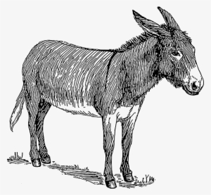 Drawn Donkey Cartoon Old - Donkey Drawing #3755325