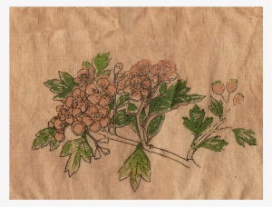 Patch-four - Swamp Maple #3756852