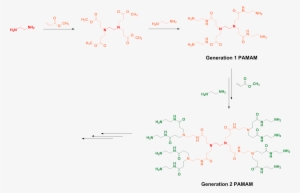 Pamam Divergent Synthesis Color-coded - Diagram #3757356