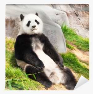 Giant Panda #3757480