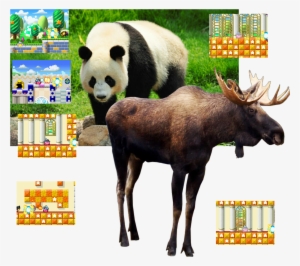 Moose, Giant Panda, Animals Get Reincarnation By Prayers #3757783