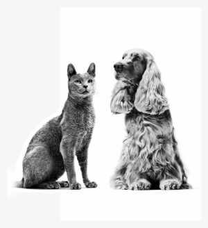 Itchy Cats And Dogs Have A Compromised Quality Of Life - Royal Canin Black And White Dog #3758085