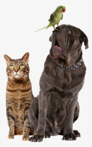 Schedule Today - Parrot Sitting On Dog #3758137