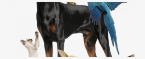 Dog Cat Bunny Bird Frog Snake Mouse900png - Doberman Pinscher Training Guide Doberman Pinscher #3758165