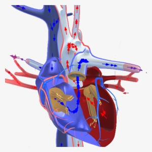 Neocardiosim Based On An Advanced Fully Animated Heart - Illustration #3758236