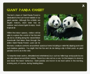 Meet The Friendly Inhabitants Of The Giant Panda Forest - Information Sur Les Pandas #3758334