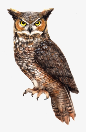 Owl Png Pic - Eastern Screech Owl Png #3758587