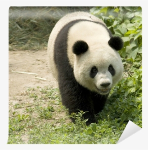 Giant Panda #3758620