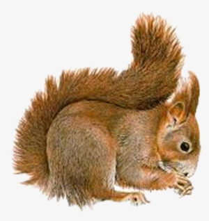 Squirrel Removal - Wild Animal Png #3758677
