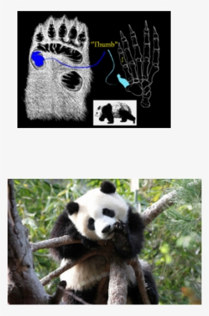 If You Look At It My Way, Pandas Look Like A Walking - Panda Thumb #3758679