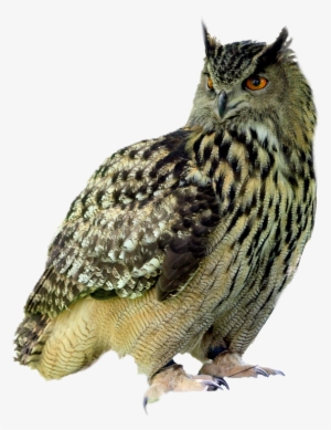 Night Bird Png #3758704