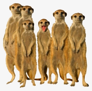 Thumb Image - Meerkat Animal #3758744