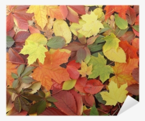 A Beautiful Autumn Background Image Of Fallen Leaves - Fall Leaves On The Ground #3758841