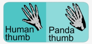 The Adaptations Of The Giant Panda - Humanet #3758943