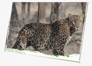 Menu - Ranthambore National Park Animals #3758984