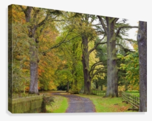A Path Covered With Fallen Leaves And Trees In Autumn #3759007