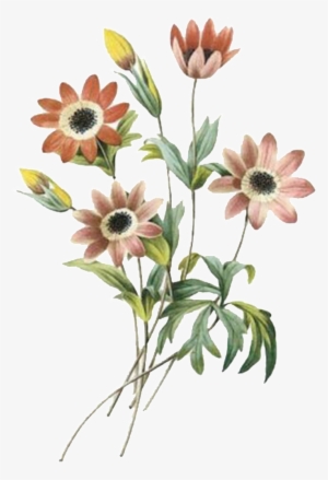 Elegant Dark Flower Hand Painted Chrysanthemum - Redoute The Book Of Flowers #3759316