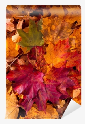 Colorful And Bright Background Made Of Fallen Autumn - Black Maple #3759320