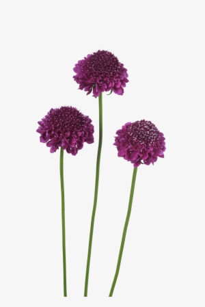 Download Image - Gilliflower #3759402