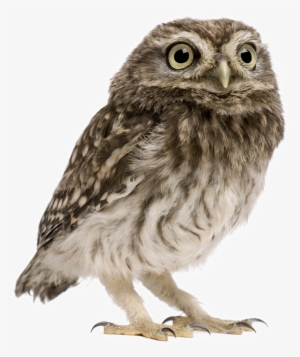 Owl Png Image Transparent Background - Owl With No Background #3759431 Owl Png Image Transparent Background - Owl With No Background #3759431