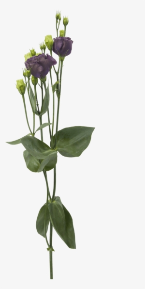 Lisianthus Rosanne Black Pearl - Cut Flowers #3759804