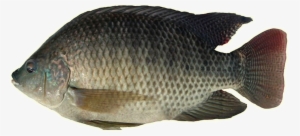 Tilapia - Tilapia Fish Png #3759809