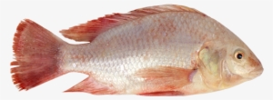 Ontario Farmed Tilapia - Ocean Hooks #3759868