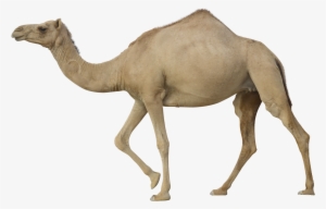 Camel Png - Transparent Camel #3759870 Camel Png - Transparent Camel #3759870
