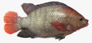 Til-aqua Silver - Til Aqua #3759919