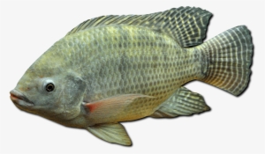 Dica Para Pescar Tilápia Em Represas - Tilapia Do Nilo Png #3759942