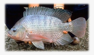 Tilapia Champion, ] - Tilapia Del Nilo Oreochromis Niloticus #3760062