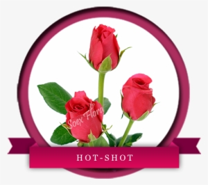 Fuschia Pink Rose Hot Shot Has Dark Pink Petals With - Europe #3760118