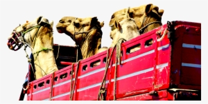 Camels Truck Heads Red Transport 1601420 - Camel Editing Effects Png #3760121