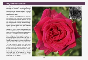 Joomla Plugins - Garden Roses #3760183