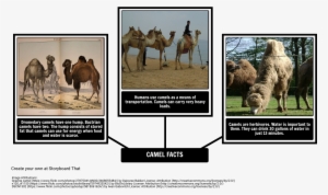 How The Camel Got His Hump - Fun Facts About Dromedary Camel #3760204