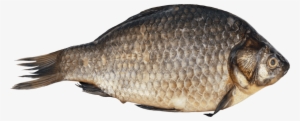 Free Png Fish Png Images Transparent - Fish Png #3760322 Free Png Fish Png Images Transparent - Fish Png #3760322
