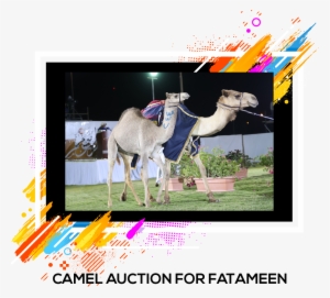 Camel Racingcamelssports - Arabian Camel #3760440 Camel Racingcamelssports - Arabian Camel #3760440