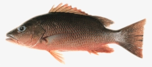 Featured News Image - Gray Snapper #3760459