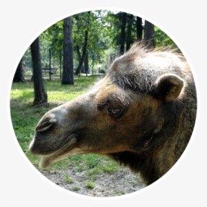 Camila Cabello #3760838