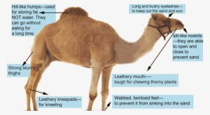 Image Of Anatomy Of Camels - Parts Of A Camel - Free Transparent PNG