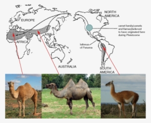 Evolution Of Camels And Llamas #3761156