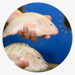 Result - Tilapia - Tilapia #3761386