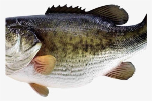 Grouper Clipart Tilapia - Loksak Opsak 12x20 Set À 2 Pcs (schutzhülle) #3761637