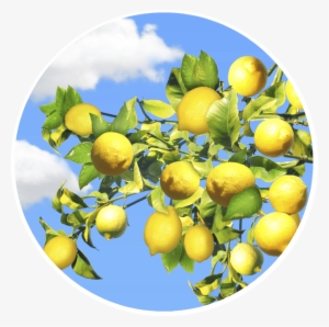 Lemon Tree Screen Door Magnets - Screen Door #3762523